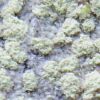 Lecanora jamesii